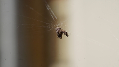 Philoponella congregabilis