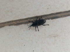 Odoiporus longicollis