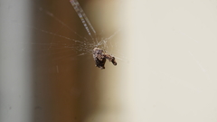 Philoponella congregabilis