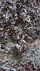 Parmelia submontana