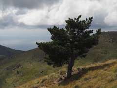 Pinus nigra