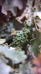 Parmelia submontana