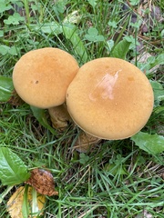 Cystoderma aureum