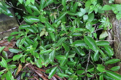 Garcinia gummi-gutta