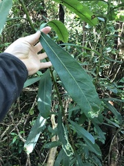 Pseudopanax chathamicus