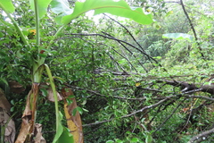 Garcinia gummi-gutta