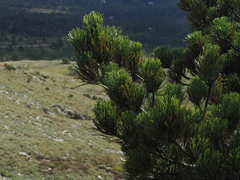 Pinus nigra