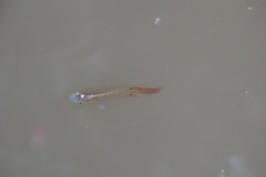 Aplocheilus lineatus