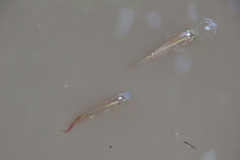 Aplocheilus lineatus