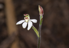 Caladenia prolata