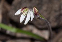 Caladenia prolata
