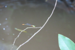 Ceriagrion cerinorubellum