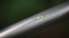 Sinomantis denticulata