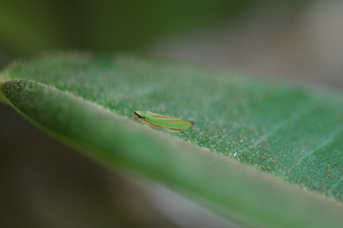 Photo of Rhododendron Leafhopper (Graphocephala fennahi)