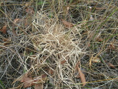 Cleistogenes squarrosa