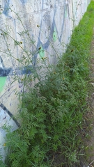Bidens subalternans