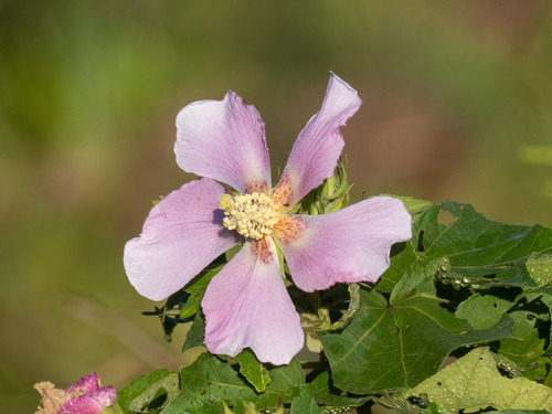Hibiscus makinoi Jôtani & H.Ohba