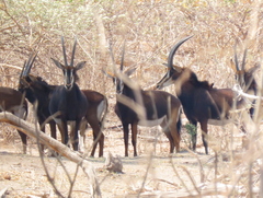 Hippotragus niger niger