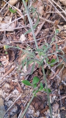 Bidens subalternans