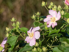Hibiscus makinoi