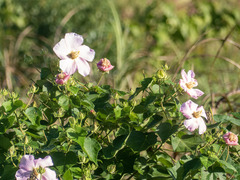 Hibiscus makinoi