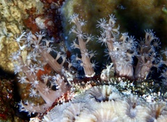 Octocorallia