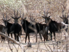 Hippotragus niger niger