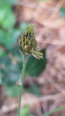 Bidens subalternans