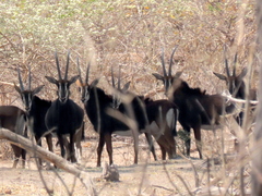 Hippotragus niger niger