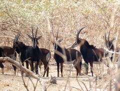 Hippotragus niger niger