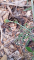 Bidens subalternans
