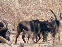 Hippotragus niger niger