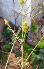 Bidens subalternans
