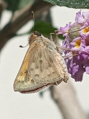 Hylephila