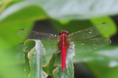 Rhodothemis rufa