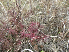Dracocephalum ruyschiana