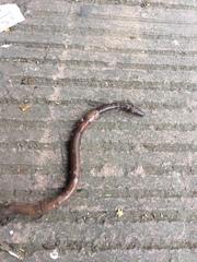 Annelida