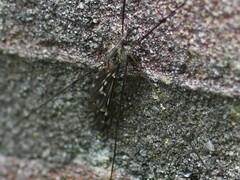 Tipula confusa