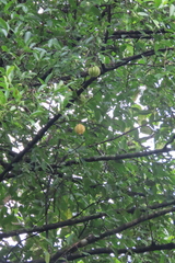 Garcinia gummi-gutta