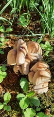Coprinellus