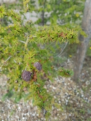 Larix decidua
