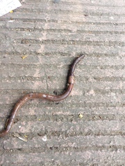 Annelida