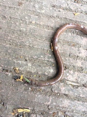 Annelida