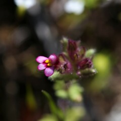 Parentucellia latifolia