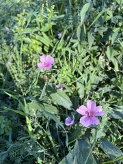 Althaea cannabina