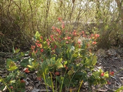 Angophora hispida