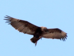 Terathopius ecaudatus