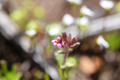 Parentucellia latifolia