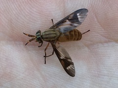 Chrysops brunneus