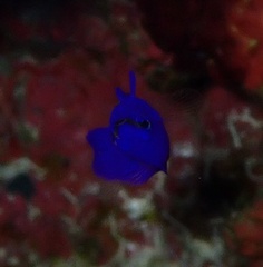 Pseudochromis fridmani